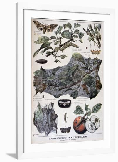 Harmful Insects: Moths That Damage Apple Trees, 1897-F Meaulle-Framed Giclee Print