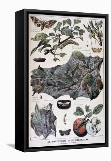 Harmful Insects: Moths That Damage Apple Trees, 1897-F Meaulle-Framed Stretched Canvas