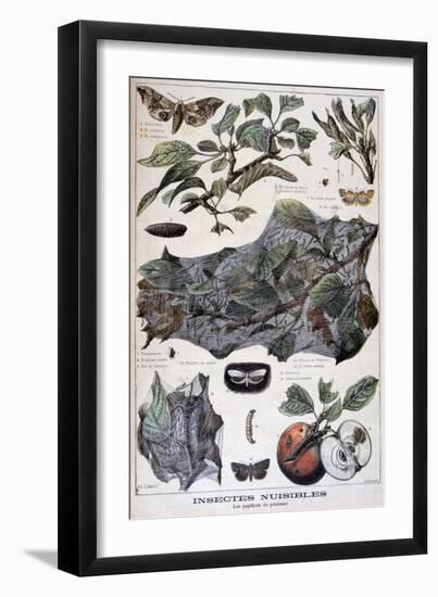 Harmful Insects: Moths That Damage Apple Trees, 1897-F Meaulle-Framed Giclee Print