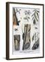 Harmful Insects That are Destructive to Forests, 1897-A Clement-Framed Giclee Print