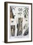 Harmful Insects That are Destructive to Forests, 1897-A Clement-Framed Giclee Print