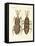 Harmful Insects-null-Framed Stretched Canvas