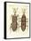 Harmful Insects-null-Framed Stretched Canvas