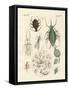 Harmful Insects-null-Framed Stretched Canvas