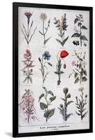 Harmful Plants, 1897-F Meaulle-Framed Giclee Print