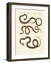 Harmless Snake-null-Framed Giclee Print