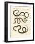 Harmless Snake-null-Framed Giclee Print