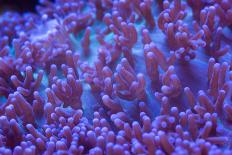 Multi Colored Ricordea Coral-harmonia101-Photographic Print