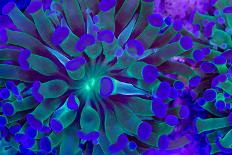 Bright Blue Mushroom Coral-harmonia101-Photographic Print