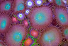 Multi Colored Ricordea Coral-harmonia101-Photographic Print