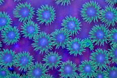 Bright Blue Mushroom Coral-harmonia101-Photographic Print