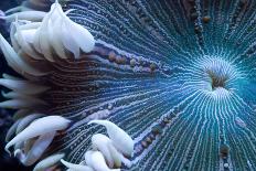 Bright Blue Mushroom Coral-harmonia101-Photographic Print