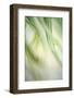 Harmonic I-Dianne Poinski-Framed Photographic Print