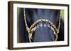 Harness on Black Horse-Alexia Khruscheva-Framed Photographic Print