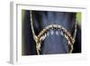 Harness on Black Horse-Alexia Khruscheva-Framed Photographic Print