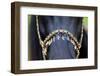 Harness on Black Horse-Alexia Khruscheva-Framed Photographic Print