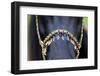 Harness on Black Horse-Alexia Khruscheva-Framed Photographic Print