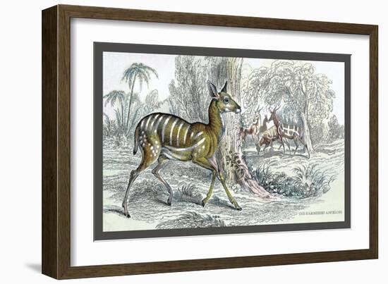 Harnessed Antelope-John Stewart-Framed Art Print