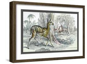 Harnessed Antelope-John Stewart-Framed Art Print