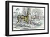 Harnessed Antelope-John Stewart-Framed Art Print