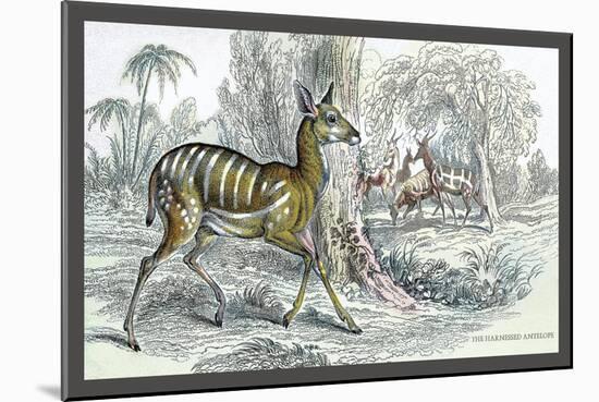 Harnessed Antelope-John Stewart-Mounted Art Print