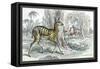 Harnessed Antelope-John Stewart-Framed Stretched Canvas