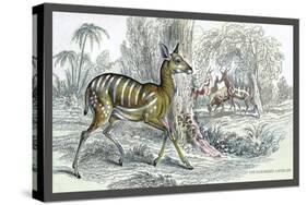 Harnessed Antelope-John Stewart-Stretched Canvas