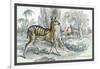 Harnessed Antelope-John Stewart-Framed Art Print