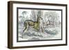 Harnessed Antelope-John Stewart-Framed Premium Giclee Print