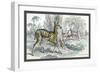 Harnessed Antelope-John Stewart-Framed Premium Giclee Print
