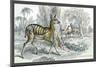 Harnessed Antelope-John Stewart-Mounted Premium Giclee Print