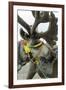 Harnessed Reindeer (Rangifer tarandus), Nenets Autonomous Okrug, Arctic, Russia-Olga Kamenskaya-Framed Photographic Print