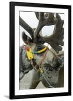 Harnessed Reindeer (Rangifer tarandus), Nenets Autonomous Okrug, Arctic, Russia-Olga Kamenskaya-Framed Photographic Print