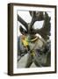 Harnessed Reindeer (Rangifer tarandus), Nenets Autonomous Okrug, Arctic, Russia-Olga Kamenskaya-Framed Photographic Print