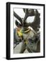 Harnessed Reindeer (Rangifer tarandus), Nenets Autonomous Okrug, Arctic, Russia-Olga Kamenskaya-Framed Photographic Print