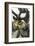 Harnessed Reindeer (Rangifer tarandus), Nenets Autonomous Okrug, Arctic, Russia-Olga Kamenskaya-Framed Photographic Print