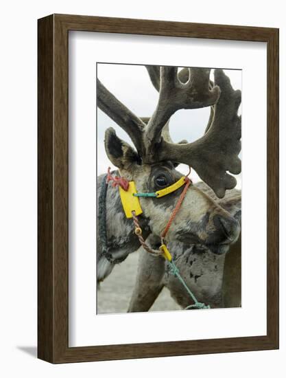 Harnessed Reindeer (Rangifer tarandus), Nenets Autonomous Okrug, Arctic, Russia-Olga Kamenskaya-Framed Photographic Print