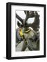 Harnessed Reindeer (Rangifer tarandus), Nenets Autonomous Okrug, Arctic, Russia-Olga Kamenskaya-Framed Photographic Print