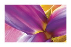 Iris Rising-Harold Davis-Giclee Print