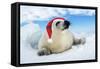 Harp Seal Baby Lying on Ice, Wearing Christmas Hat-null-Framed Stretched Canvas