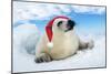 Harp Seal Baby Lying on Ice, Wearing Christmas Hat-null-Mounted Photographic Print