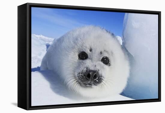 Harp Seal Baby-null-Framed Stretched Canvas