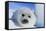Harp Seal Baby-null-Framed Stretched Canvas