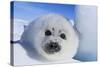Harp Seal Baby-null-Stretched Canvas