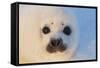 Harp Seal Baby-null-Framed Stretched Canvas