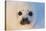 Harp Seal Baby-null-Stretched Canvas