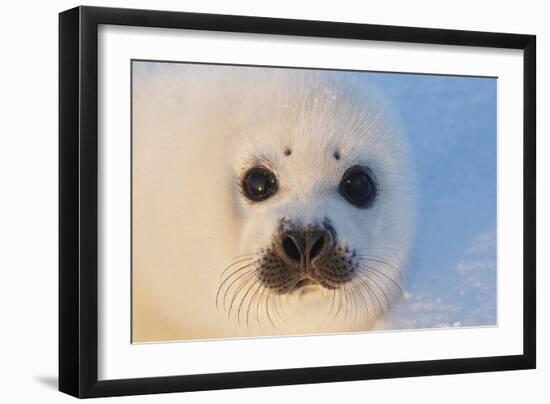 Harp Seal Baby-null-Framed Premium Photographic Print