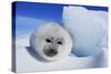 Harp Seal Baby-null-Stretched Canvas