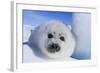 Harp Seal Baby-null-Framed Photographic Print