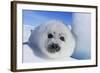 Harp Seal Baby-null-Framed Photographic Print